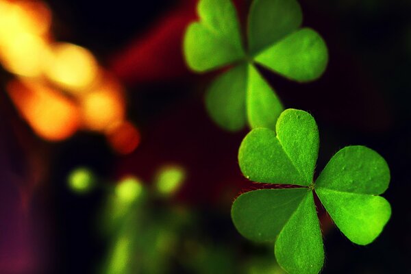 Macro de deux feuilles de trèfle