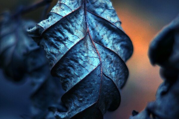 Blaue getrocknete Blätter Nahaufnahme