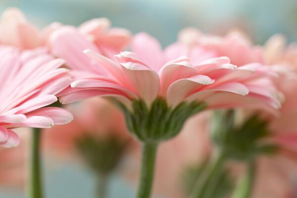 Fotografia macro di gerbera rosa