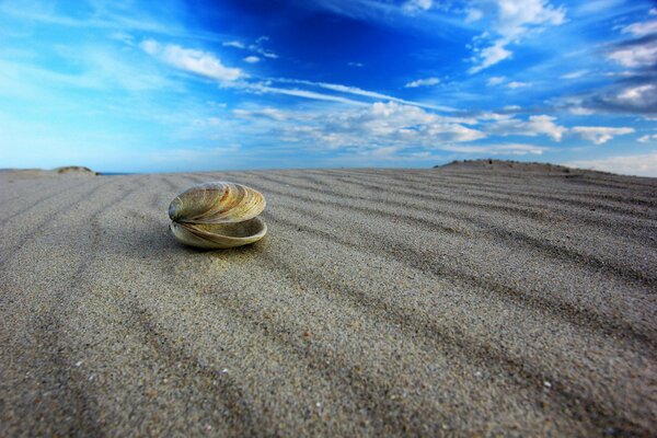 A shell on the sand with a blue sky on the macro