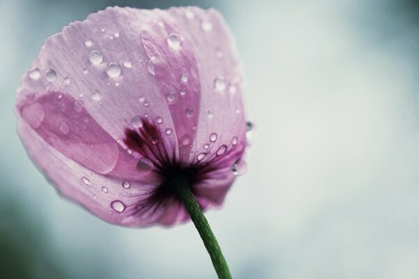 Mohn in einem Tautropfen