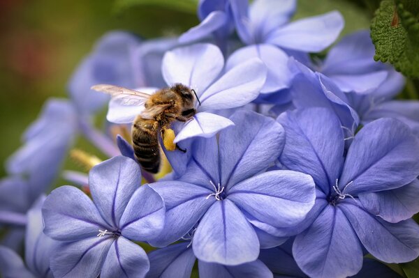 Lila Blumen sitzen Biene