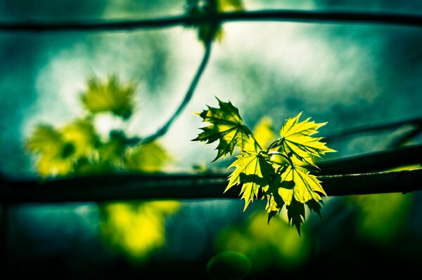 Nature: maple leaves on a branch