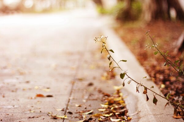 Pianta solitaria in autumn Street