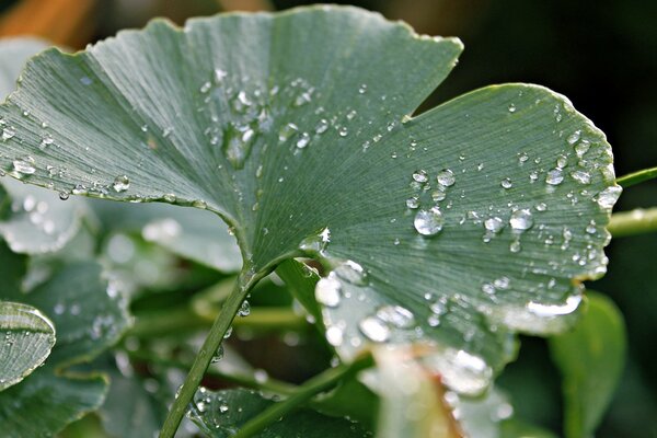 Gotas de rocío en las hojas después de la lluvia