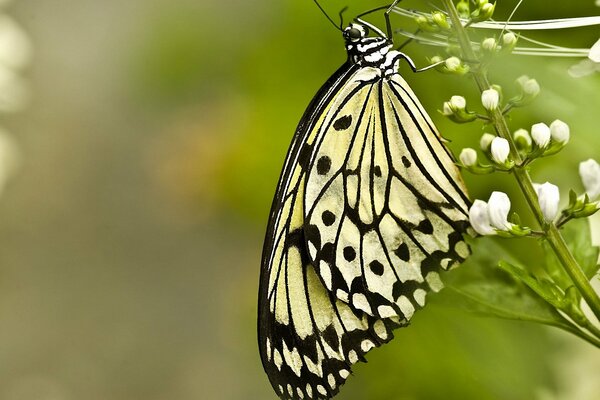 A butterfly sits on white flowers