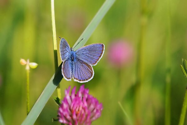 Sommerfalter auf Klee auf der Wiese