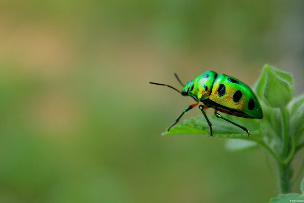 A green beetle with black spots sitting on a leaf in macro photography