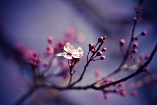 Cherry blossom on a branch