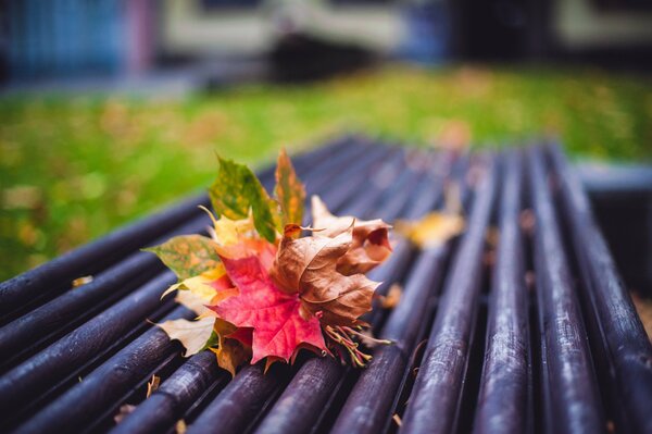 The mood is blurry autumn has come the leaves are falling