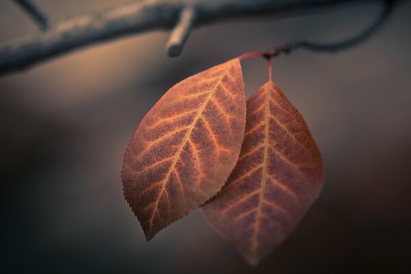 Macro de feuillage d automne. Deux feuilles sur une branche