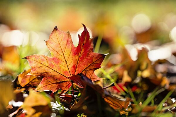 Herbstlaub und Gras in der Sonne