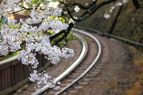 Branche de fleur de cerisier au-dessus du chemin de fer