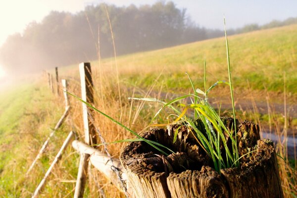 An old hedge near a wheat field