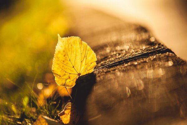 Ein Blatt im Gras Herbstlicht