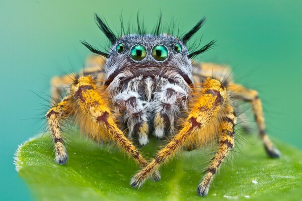 Colpo macro di un ragno peloso