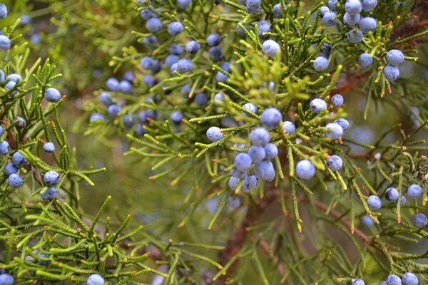 Beeren am Wacholderbusch mit Kräutern