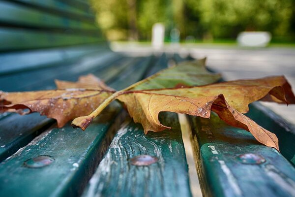 Ein krziges Herbstblatt auf einer Bank