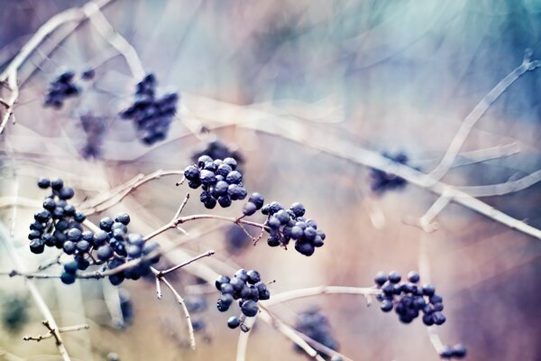 Berries on a branch in macro