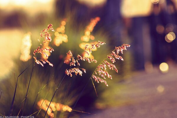 Ripresa con effetto bokeh di erba al tramonto