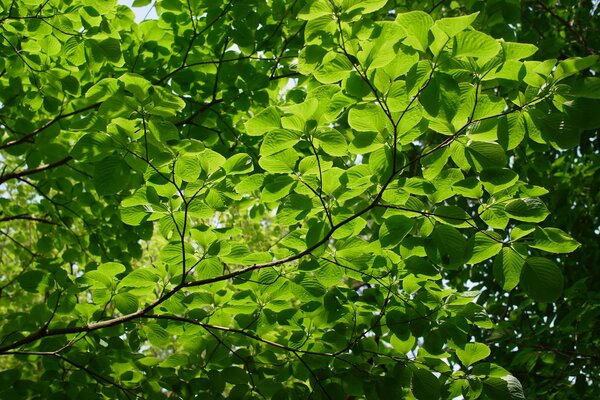 Fogliame sui rami degli alberi