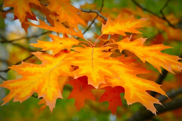 Large yellow orange leaf