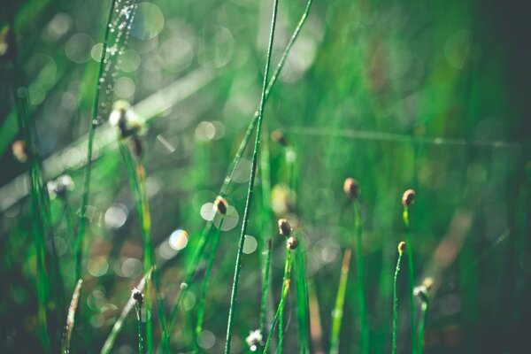 Photographie macro de la rosée aux herbes chez STRA