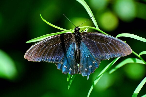 A beautiful butterfly sits on a blade of grass