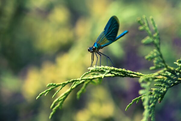 Macro photography of a blue dragonfly on a branch