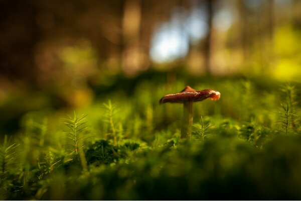 A lonely mushroom in a forest clearing