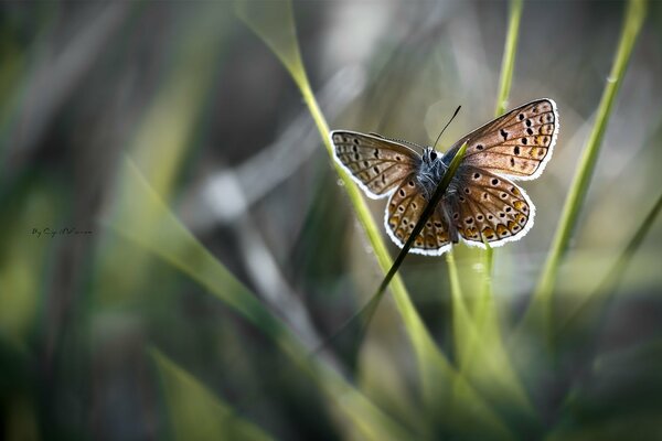 Makro. Motyl leci w trawie