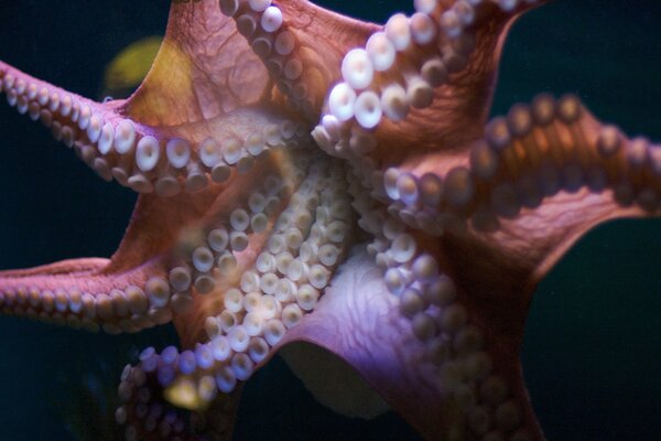 Geöffneter Oktopus mit Tentakeln im Meer