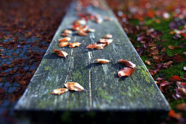 Hojas secas de otoño en el tablero, fotografía macro