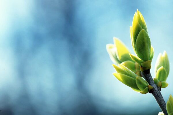 Les bourgeons fleurissent au soleil printanier