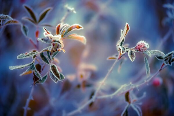 Plants in frost macro style