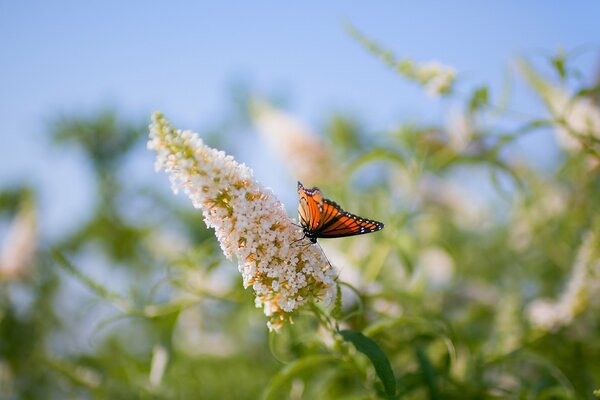 Mariposa naranja en una flor en un campo