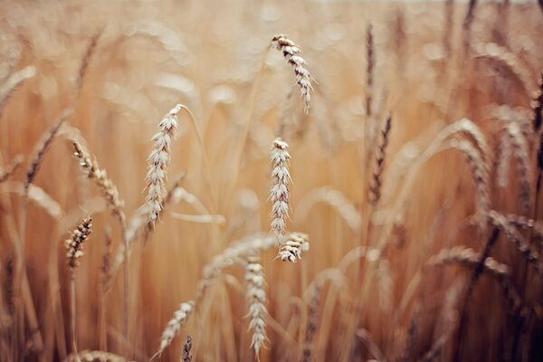 Spikelets of wheat. Macro photography. Wallpaper
