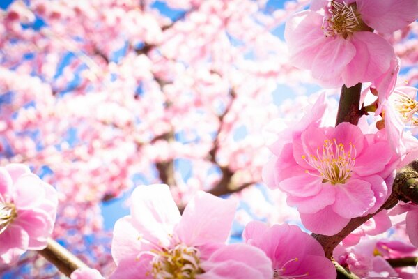 Sakura on a blue sky background