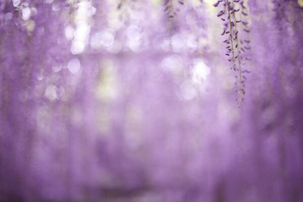 Reflejos desenfoque flores Lilas