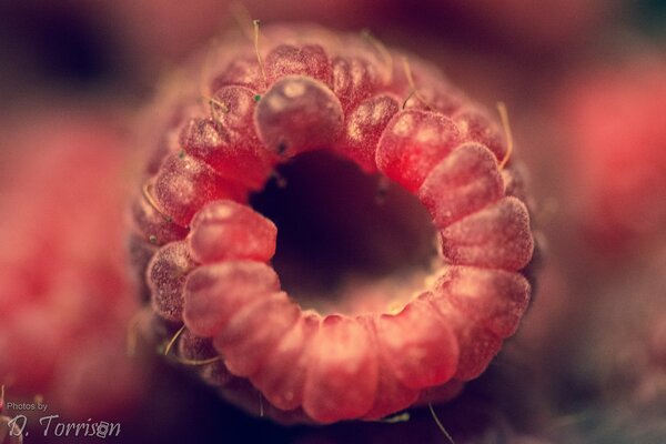 Juicy berry from a raspberry bush