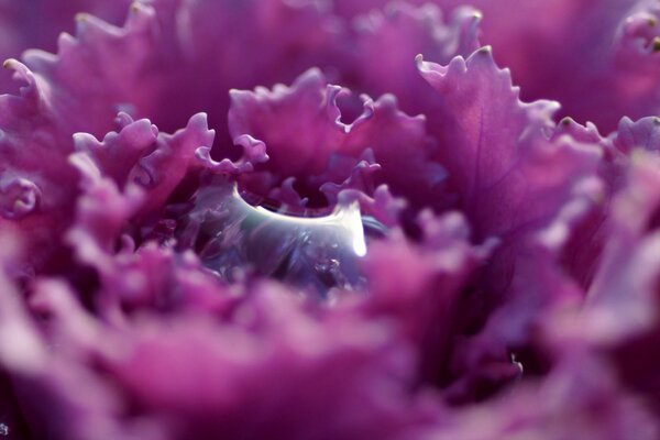 Goccia nel mezzo di un fiore viola con petali