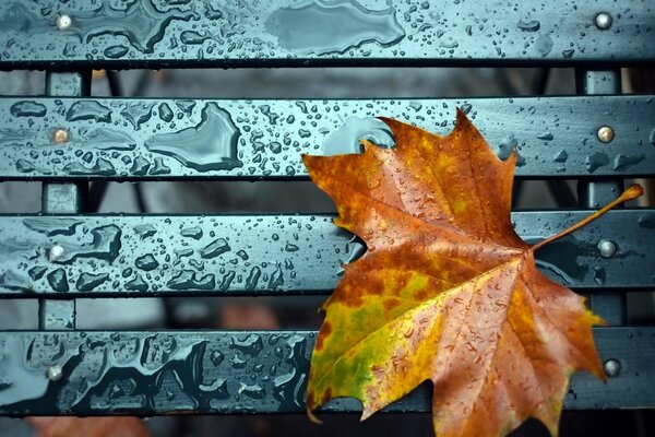 Autumn maple leaf on the bench