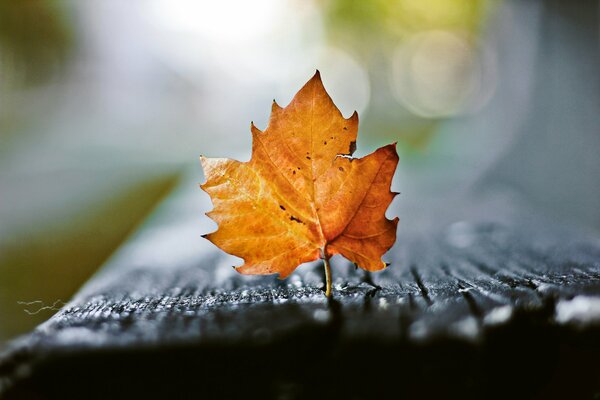 Hoja de otoño en un banco mojado