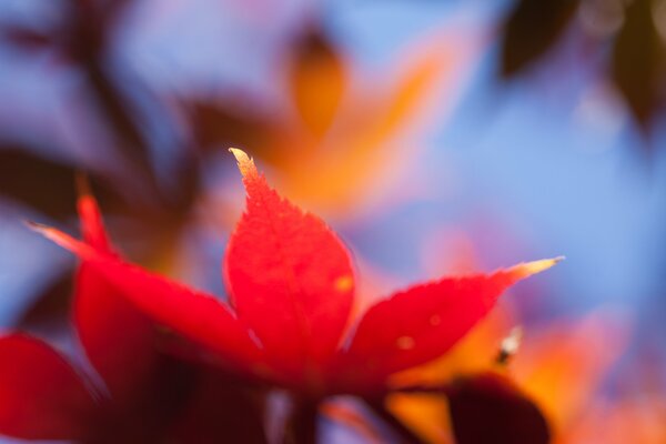 Bright red-orange maple leaf near