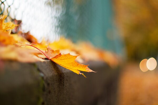 Macro photography. Autumn leaf on the fence