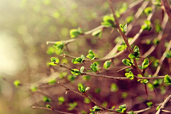 Macro shooting of budding leaves