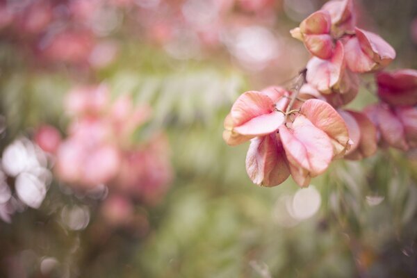 Pink foliage macro landscape