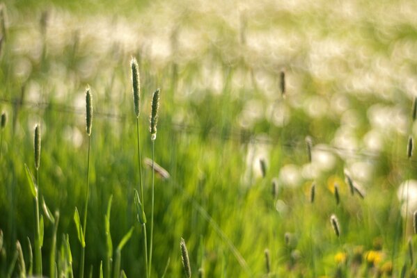 Green spikelets among the grass