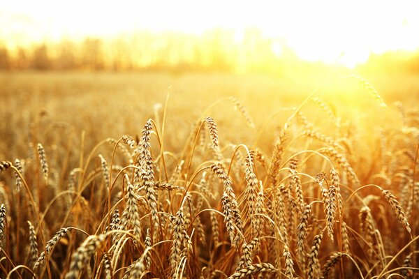 Weizen wird in der Sonne auf dem Feld gehämmert