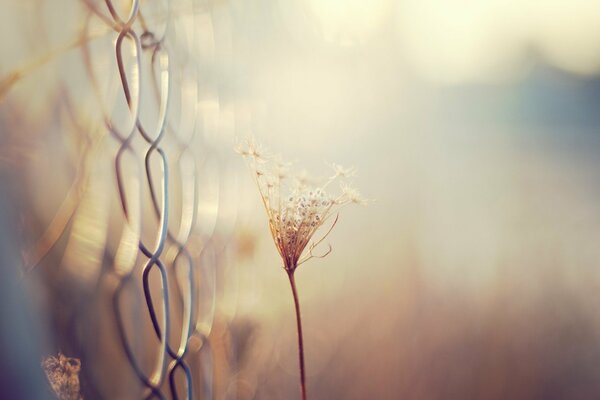 A plant near the grid on a blurry background. Macro